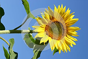 Beautiful Sunflowers