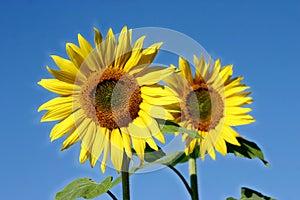 Beautiful Sunflowers