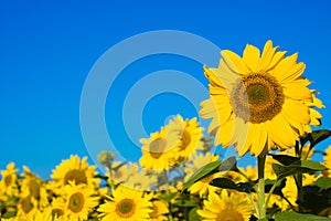 Hermoso girasol 