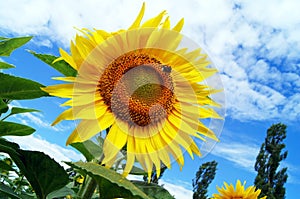 Beautiful sunflowers against the blue sky