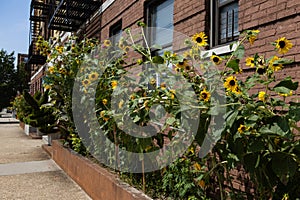 Beautiful Sunflowers along the Sidewalk in Astoria Queens New York during the Summer with Residential Buildings