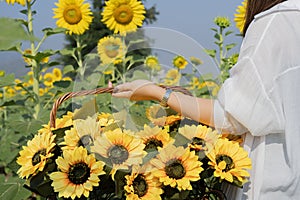 Beautiful sunflowers in the basket in woman hands in warm sunset light in summer meadow