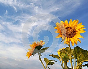 Beautiful sunflowers blossom on white clouds and bright blue sky background. Nature skyscape background. Fresh yellow flower.