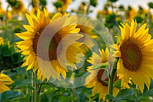 Beautiful sunflowers field