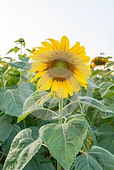 Beautiful sunflowers in the field