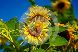 Beautiful sunflowers in the field with bright blue sky