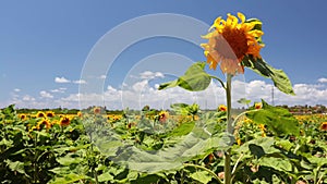 Beautiful Sunflowers field on bright summer day