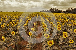 Beautiful sunflowers field in summer