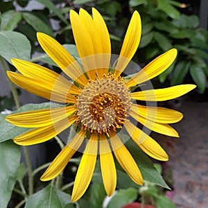 Beautiful sunflowers in the garden in the morning