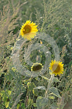 Beautiful sunflowers grow on the field, wonderful evening light.