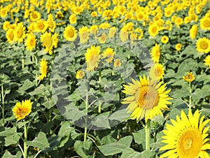 Beautiful sunflowers growing in field on sunny day