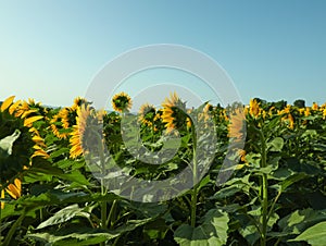 Beautiful sunflowers growing in field under blue sky, space for text