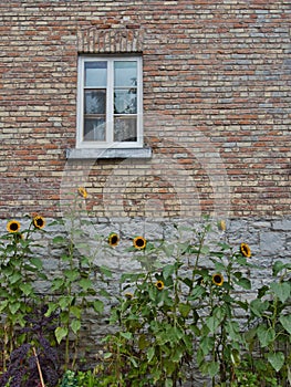 Beautiful sunflowers growing in front of an old multicolored brick and stone wall with a window