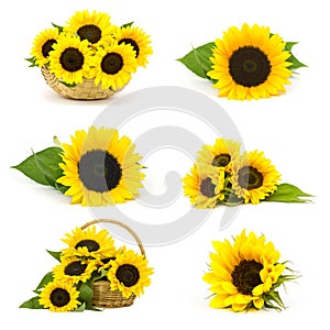 Beautiful sunflowers Helianthus - collage