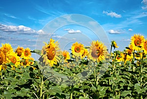 Beautiful sunflowers and Landscape