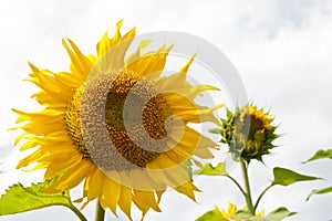 Beautiful sunflowers in the mountains