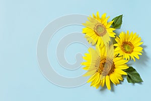 Beautiful sunflowers on a pastel blue background. Greeting card template. View from above. Copy space