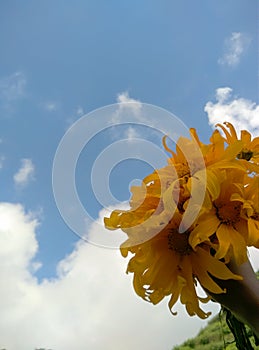 Beautiful sunflowers seen from the hand