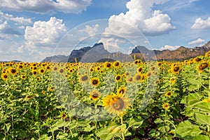 Beautiful sunflowers in spring field and the plant of sunflower is wideness plant in travel location, Khao Chin Lae Sunflower Fiel