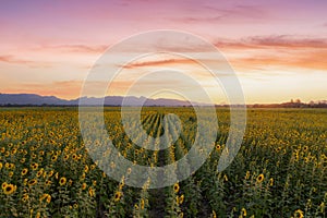 Beautiful sunflowers in spring field and the plant of sunflower is wideness plant in travel location, Khao Chin Lae Sunflower