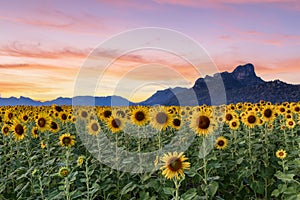 Beautiful sunflowers in spring field and the plant of sunflower is wideness plant in travel location, Lopburi