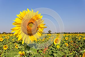 Beautiful sunflowers in spring field and the plant of sunflower is wideness plant in travel location