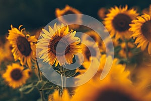 beautiful sunflowers in the sunset. Agriculture flower background concept