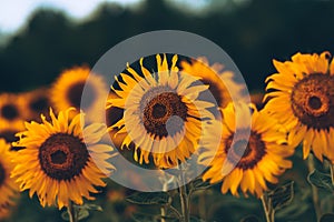 beautiful sunflowers in the sunset. Agriculture flower background concept