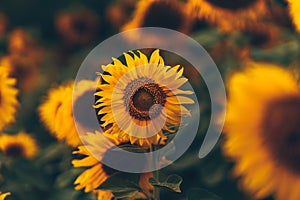 beautiful sunflowers in the sunset. Agriculture flower background concept