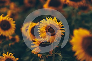 beautiful sunflowers in the sunset. Agriculture flower background concept