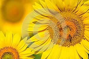 Beautiful sunflowers of Tuscany, Italy