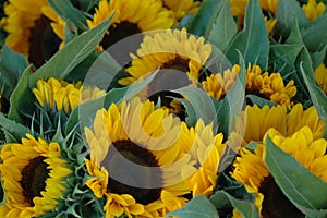 Closeup photo with beautiful sunflowers made on the flowers market photo