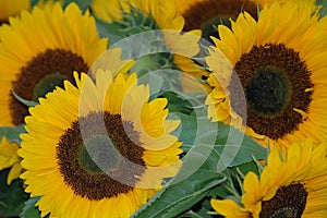 Beautiful sunflowers photo
