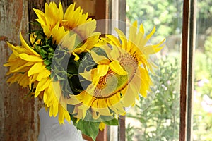 Beautiful sunflowers in vase near window indoors, closeup