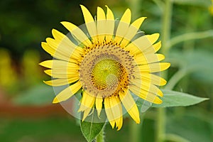 Beautiful sunflowers white sunlight in the garden