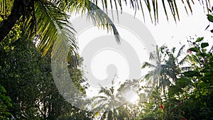 Beautiful sunlight among the coconut trees photo