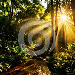 Beautiful sunlight in the forest