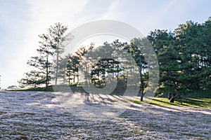 Beautiful sunlight on the pink meadow and dew on grass at sunrise part 10