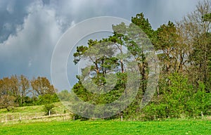 Beautiful sunlighted pinetrees high resolution view, springtime