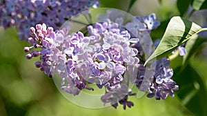 Beautiful sunlit blossom purple lilac branch close up. Beauty in nature. Selective focus