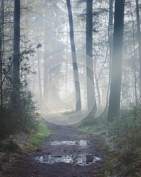 Beautiful sunlit forest trail on a misty morning with sun rays lighting up the forest floor