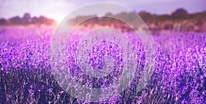 Beautiful sunlit lavender field. Banner design