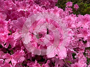 Beautiful Sunlit Pink Azalea Blossoms During Spring