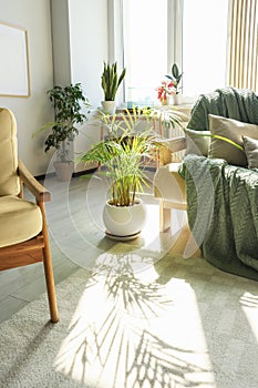 Beautiful sunlit room with stylish furniture and different houseplants