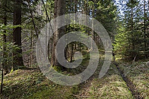 Beautiful Sunlit silver fir Forest. Natural mountain coniferous fir European silver fir forest of the Carpathians.