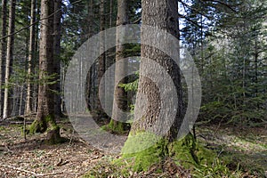 Beautiful Sunlit silver fir Forest. Natural mountain coniferous fir European silver fir forest of the Carpathians.