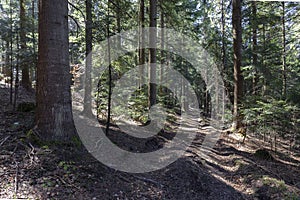 Beautiful Sunlit silver fir Forest. Natural mountain coniferous fir European silver fir forest of the Carpathians.