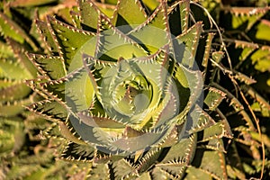 Beautiful sunlite cactus on Milos island