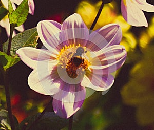 Beautiful sunny day bee flower photo