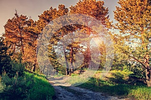 Beautiful sunny day in the forest. dazzling sun breaks through the branches